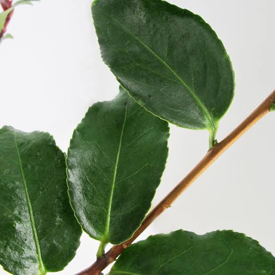 Camellia Japonica