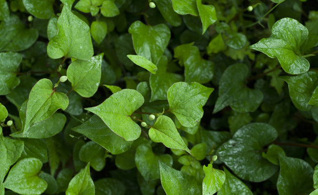 Houttuynia Cordata